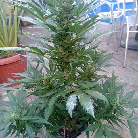 Sweet Madness growlog timeline photo