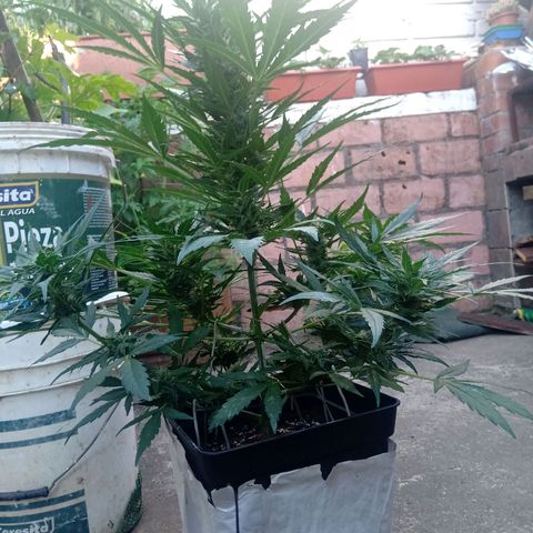 Sweet Madness growlog timeline photo