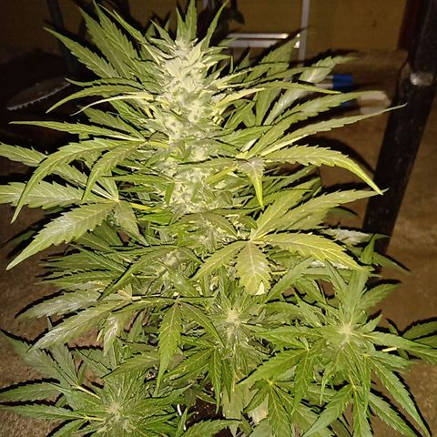 Sweet Madness growlog timeline photo
