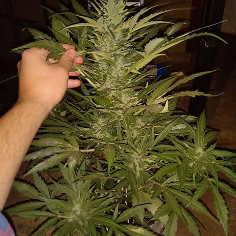 Sweet Madness growlog timeline photo