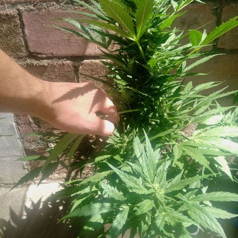 Sweet Madness growlog timeline photo