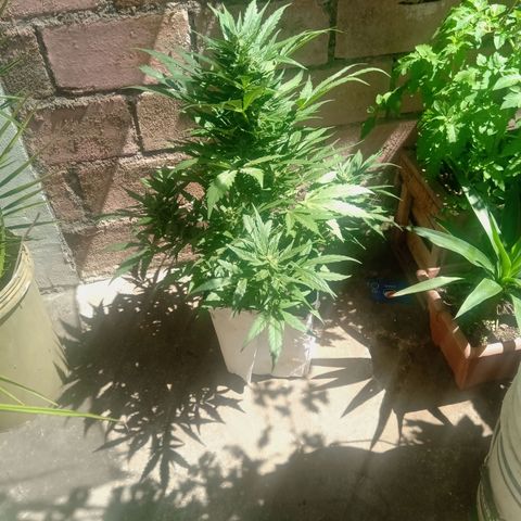 Sweet Madness growlog timeline photo