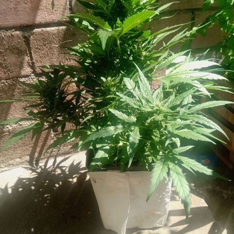 Sweet Madness growlog timeline photo