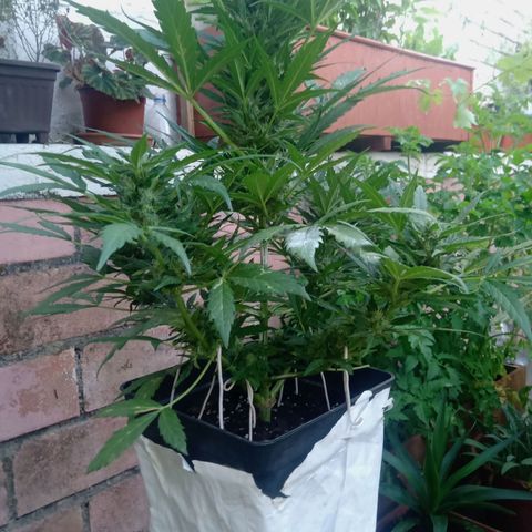 Sweet Madness growlog timeline photo