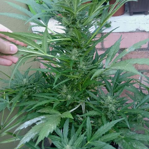 Sweet Madness growlog timeline photo