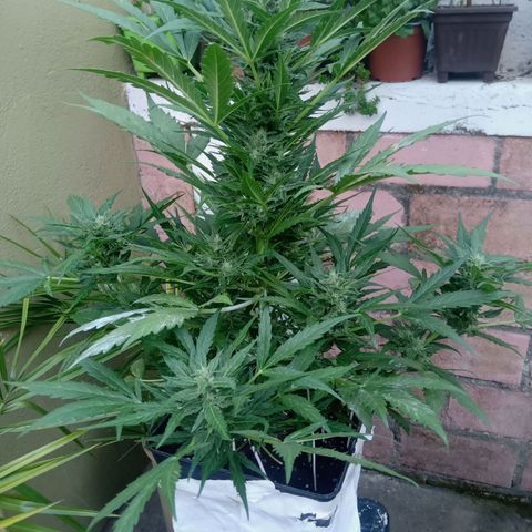 Sweet Madness growlog timeline photo