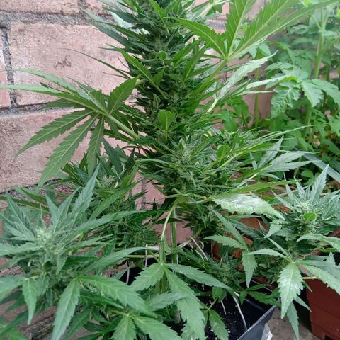 Sweet Madness growlog timeline photo