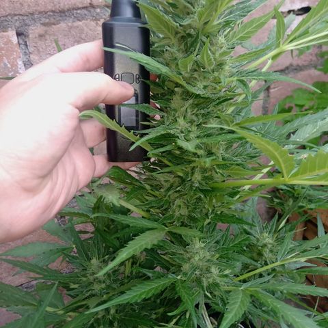 Sweet Madness growlog timeline photo