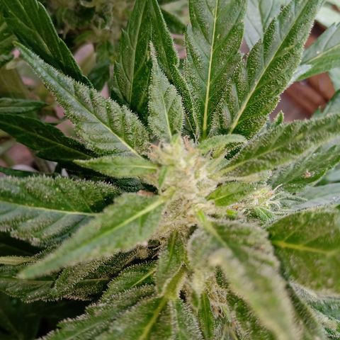 Sweet Madness growlog timeline photo