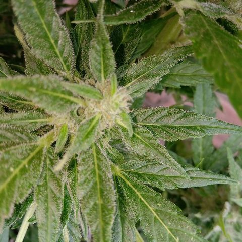 Sweet Madness growlog timeline photo