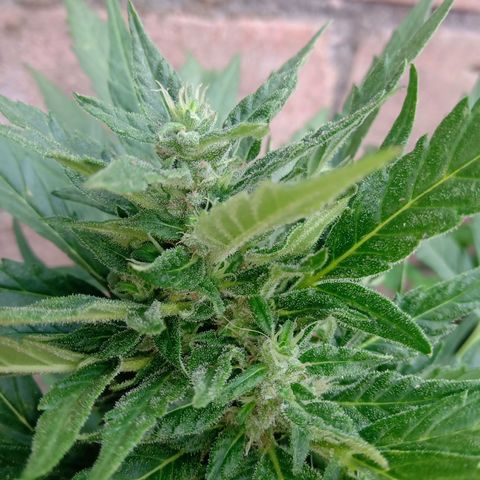 Sweet Madness growlog timeline photo
