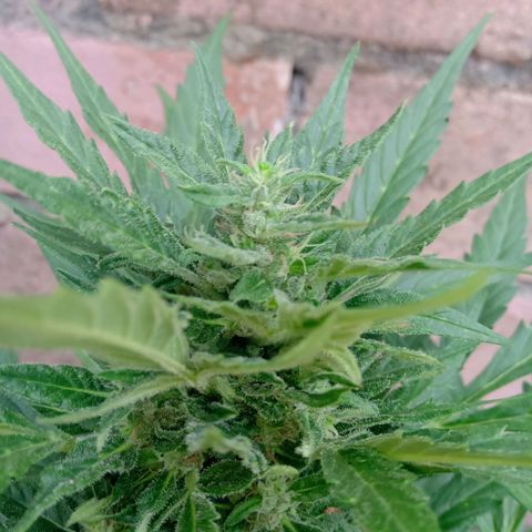 Sweet Madness growlog timeline photo