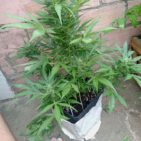 Sweet Madness growlog timeline photo