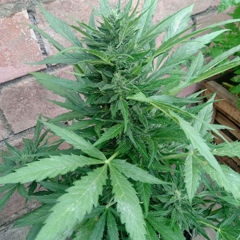 Sweet Madness growlog timeline photo