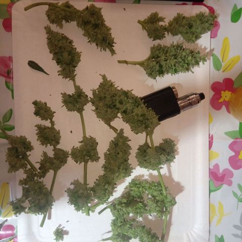 Sweet Madness growlog timeline photo
