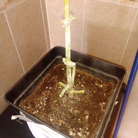 Sweet Madness growlog timeline photo