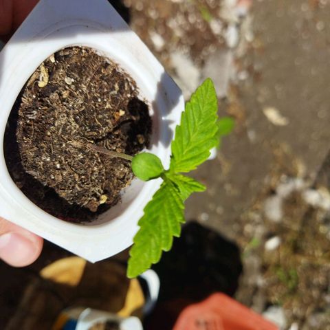 Mosca Haze growlog photo: Vegetación riegos solo con micorrizas