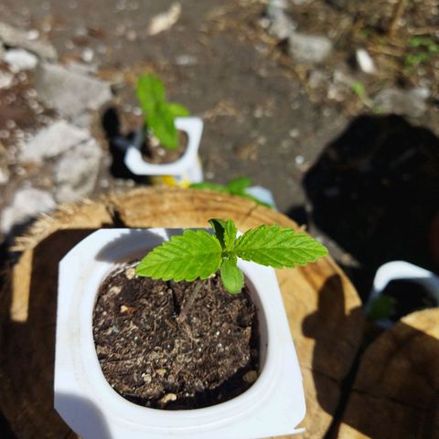 Mosca Haze growlog photo: Vegetación riegos solo con micorrizas