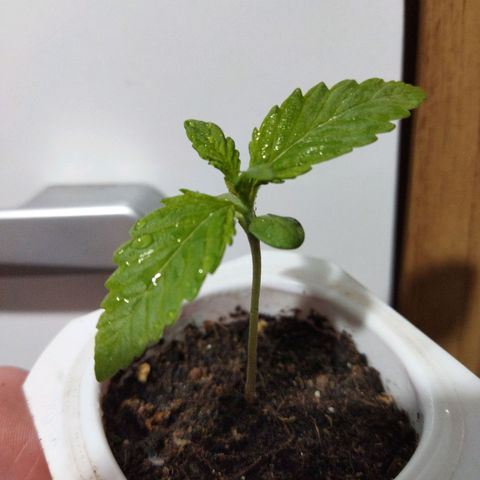 Mosca Haze growlog timeline photo