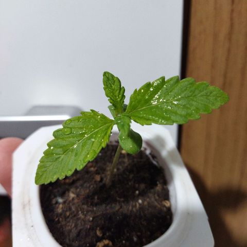 Mosca Haze growlog timeline photo