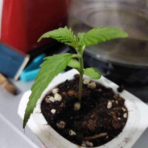 Mosca Haze growlog photo: Mosca Haze riego con micorrizas 