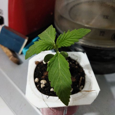 Mosca Haze growlog photo: Mosca Haze riego con micorrizas 
