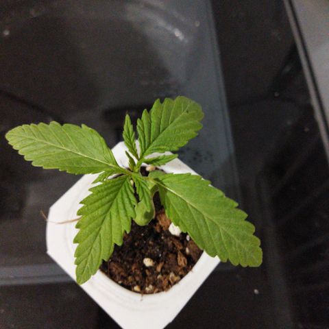 Mosca Haze growlog timeline photo