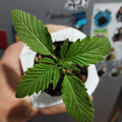 Mosca Haze growlog timeline photo