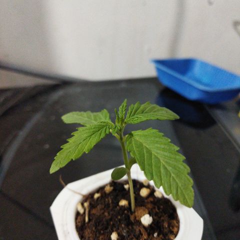 Mosca Haze growlog timeline photo