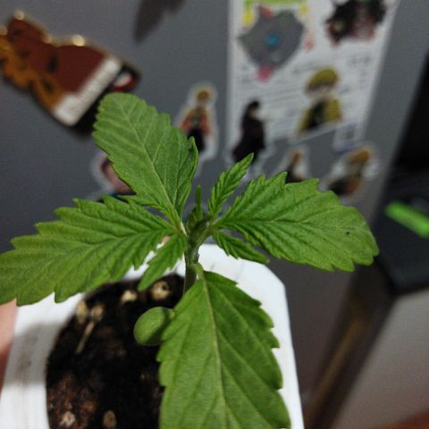 Mosca Haze growlog timeline photo
