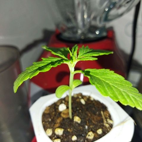 Mosca Haze growlog timeline photo