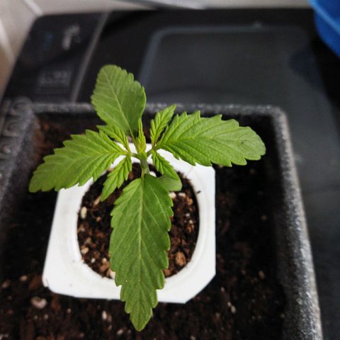 Mosca Haze growlog timeline photo