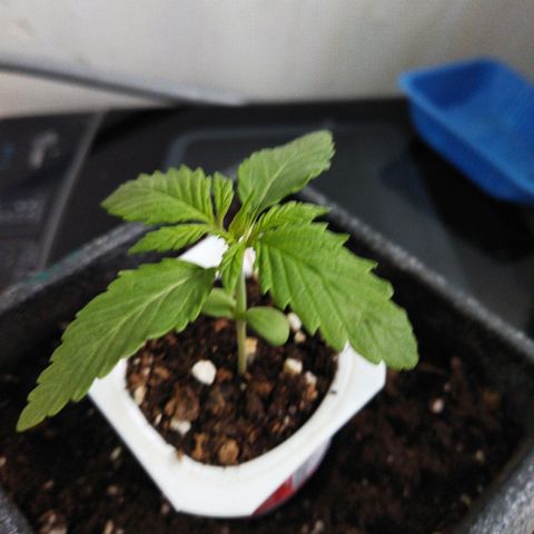 Mosca Haze growlog timeline photo