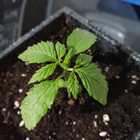 Mosca Haze growlog timeline photo