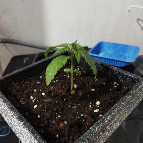 Mosca Haze growlog timeline photo