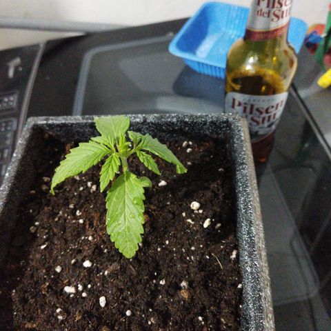 Mosca Haze growlog timeline photo
