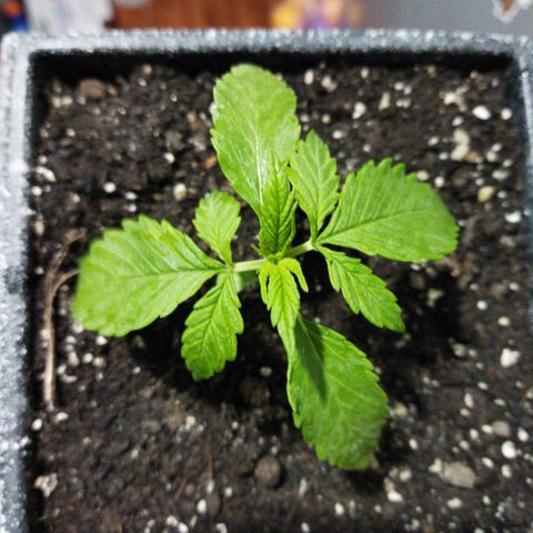 Mosca Haze growlog timeline photo