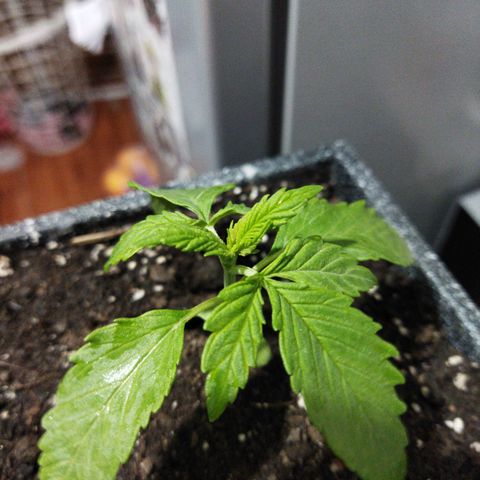Mosca Haze growlog timeline photo