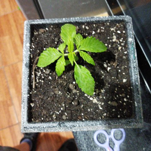 Mosca Haze growlog timeline photo