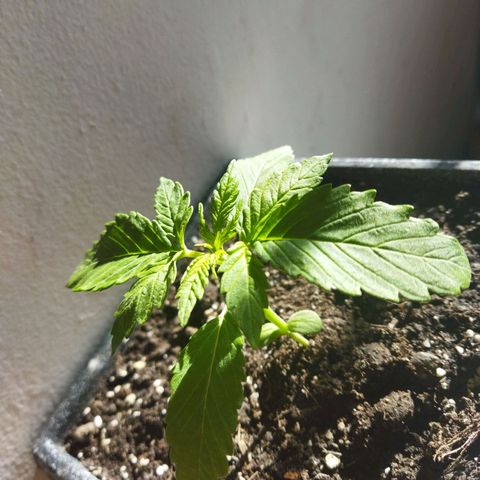 Mosca Haze growlog timeline photo