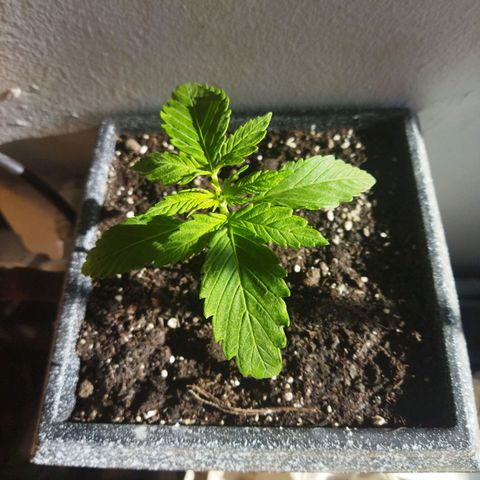 Mosca Haze growlog timeline photo