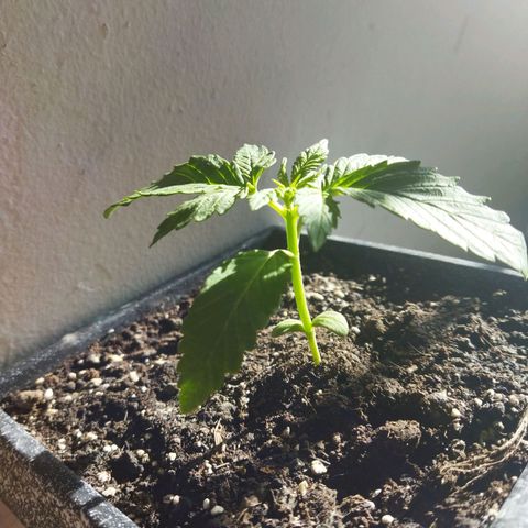 Mosca Haze growlog timeline photo