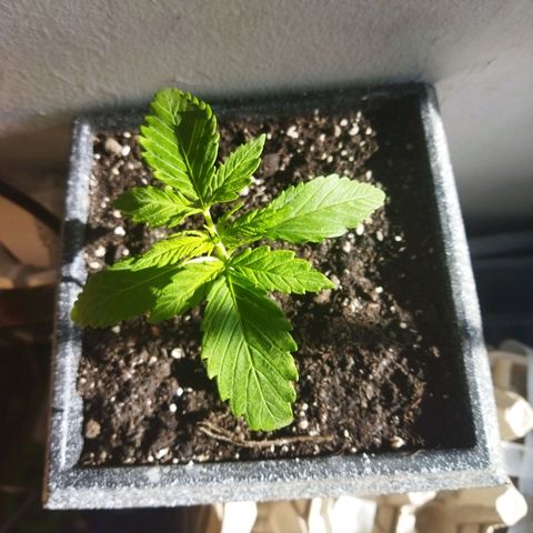 Mosca Haze growlog timeline photo