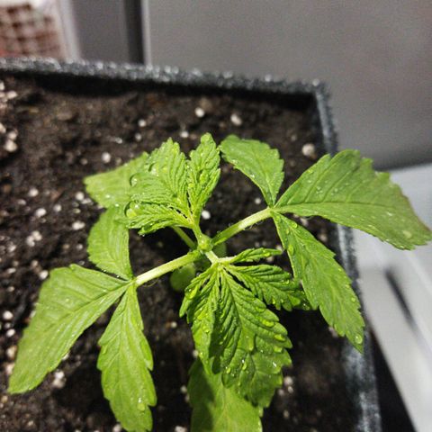 Mosca Haze growlog timeline photo