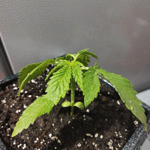 Mosca Haze growlog timeline photo