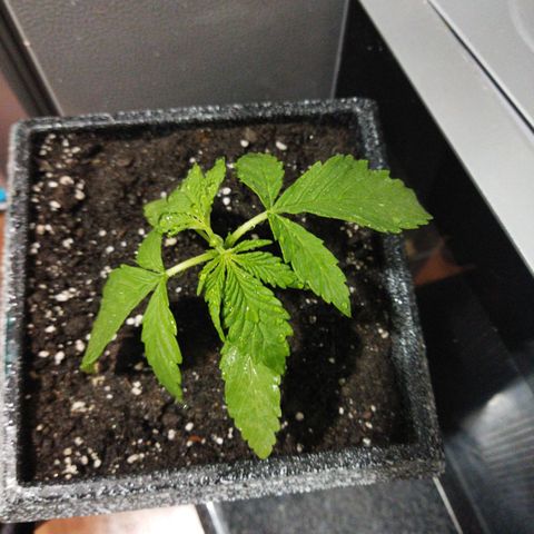 Mosca Haze growlog timeline photo