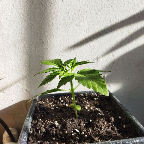 Mosca Haze growlog timeline photo