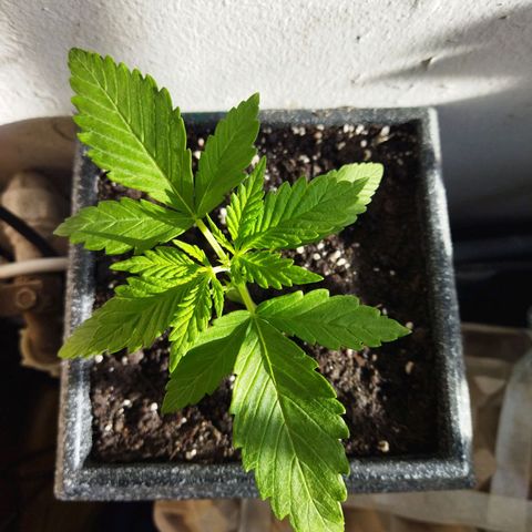 Mosca Haze growlog timeline photo