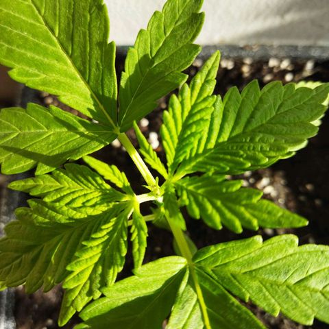 Mosca Haze growlog timeline photo