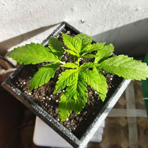 Mosca Haze growlog timeline photo